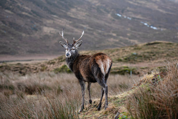 A lone stag deer ストックフォト