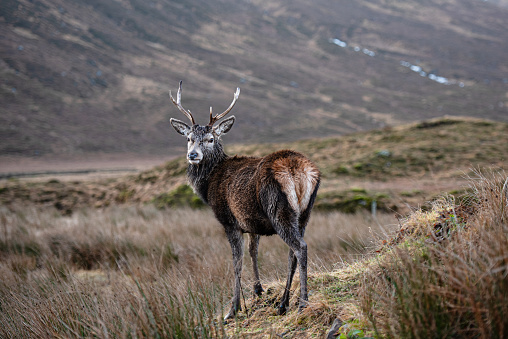 A lone stag deer in the Scottish Highlands