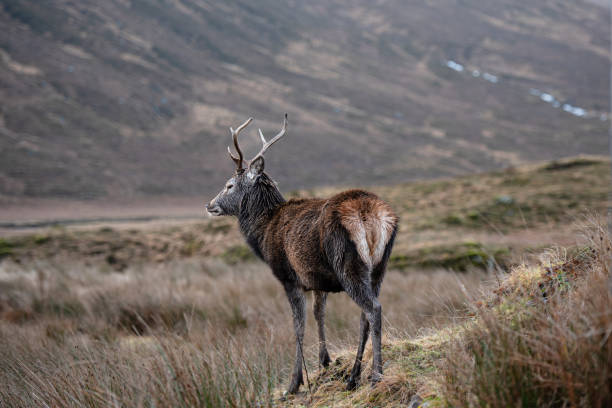 A lone stag deer ストックフォト