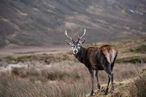 A lone stag deer in the Scottish Highlands