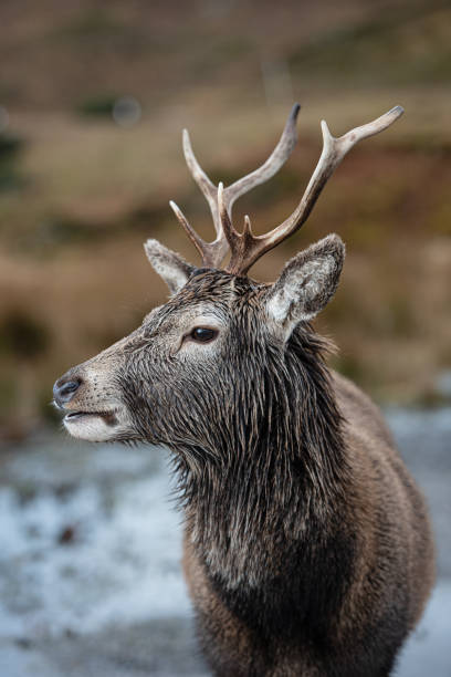 Un cervo solitario - foto stock