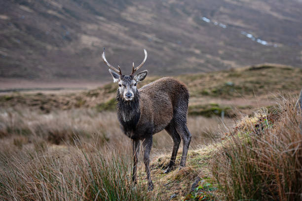 Ein einsamer Hirsch – Foto