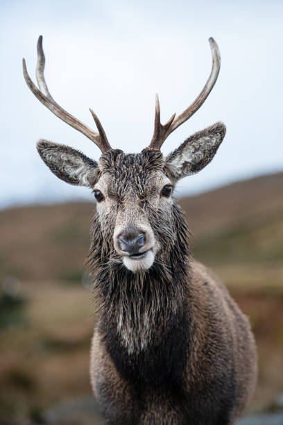 A lone stag deer - foto stock