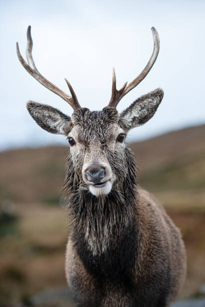 Cтоковое фото A lone stag deer
