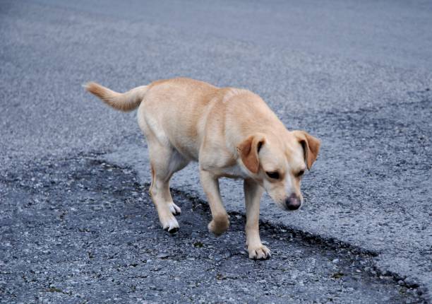 istock Italy : Close up of dog,February 7,2024. 2000362602