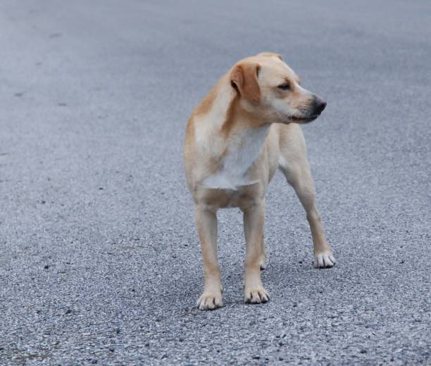istock Italy : Close up of dog,February 7,2024. 2000362652