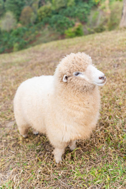 Brown and white lamb grazing in a lush green field.. Freedom concept.