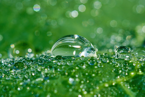 Green leaf with drops of water on a blurred natural background. Large beautiful drops of transparent rain water on a green leaves. Macro. Shallow depth of field