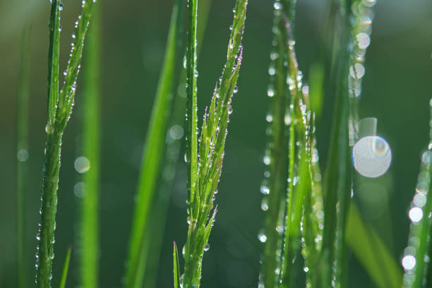 istock Drops of rain on the grass on a blurred background. 2000383400