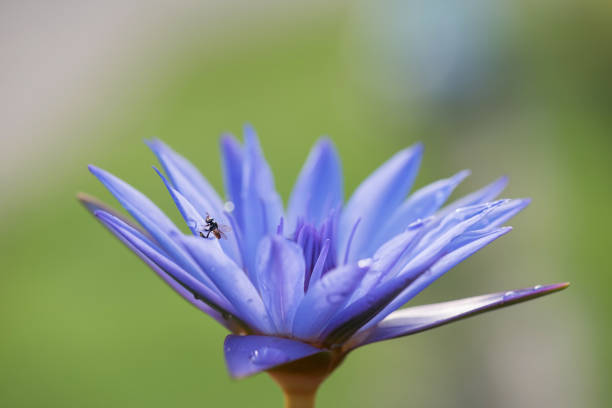 Small bee on purple lotus flower with raindrop. Water lily with blur greenery background at sunrise