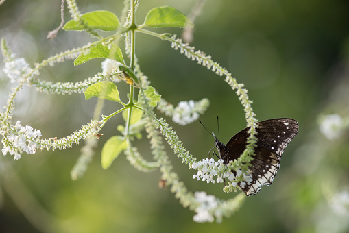 Black Eggfly butterfly eat flower plant nectar with soft green blur bokeh background. Wildlife animal in spring greenery.