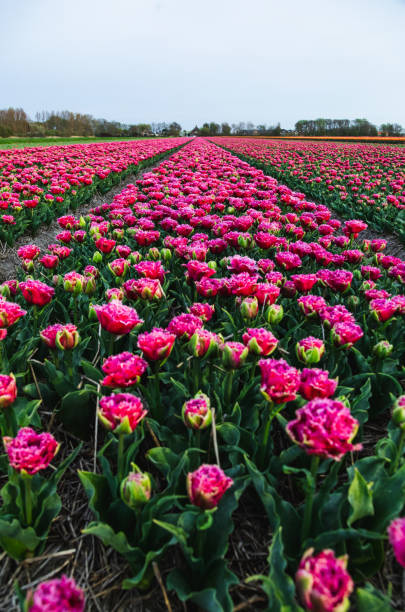 Purple coloured tulip flowers in an agricultural field or garden in spring day from North Holland
