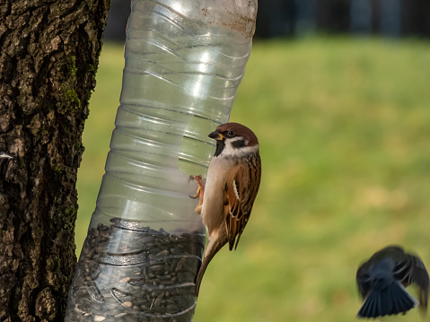 The eurasian tree sparrow (Passer montanus) visiting bird feeder made from reused plastic bottle full with grains and seeds. Bird eating from feeder bottle hanging in the tree