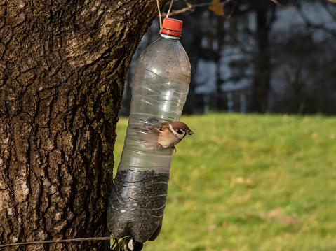 The eurasian tree sparrow (Passer montanus) visiting bird feeder made from reused plastic bottle full with grains and seeds. Bird eating from feeder bottle hanging in the tree