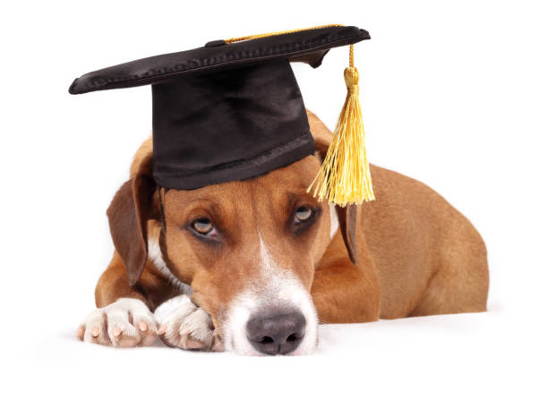 istock Cute dog with graduation hat looking at camera. 2000420886