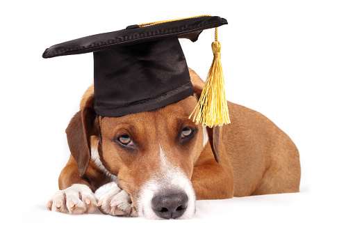 Tired or bored puppy dog. Pet themed concept for graduation celebration, training, academic certifications, diplomas or studying. Selective focus.