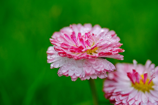 Pink Daisy flower with water drops on macro  blurred green background, selective focus. Copy space