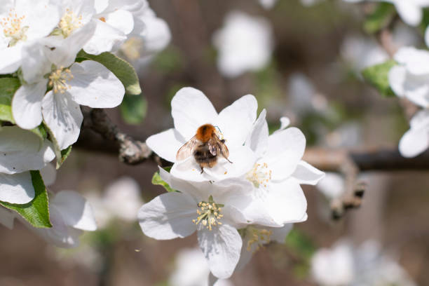 blooming apple tree branch with white flowers and fluffy bumblebee pollinating flowers, early spring. High quality photo