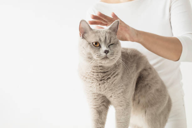British shorthair and owner against white background. A woman is touching her cat.