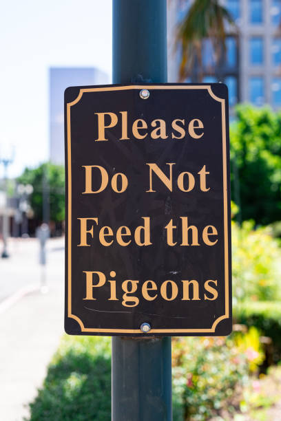 istock Please Do Not Feed The Pigeons Sign 2000446059