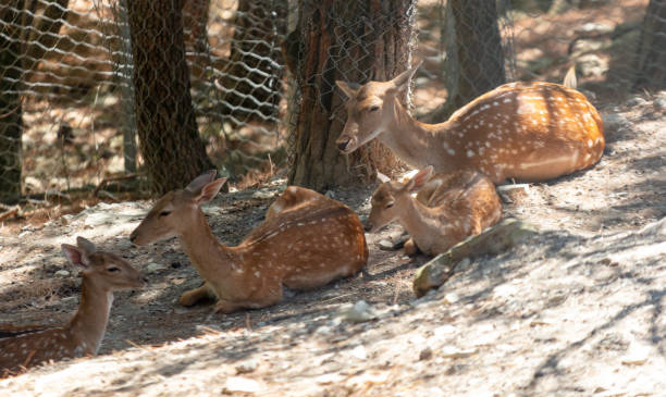 istock Fawns are resting in the zoo 2000452915