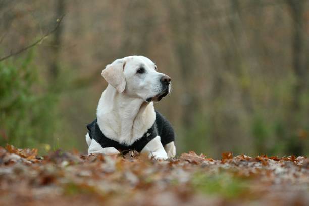 Dog lying down in the wood with autumn foliage