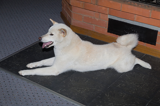 The dog of Shiba Inu has a rest on a floor at a fireplace.