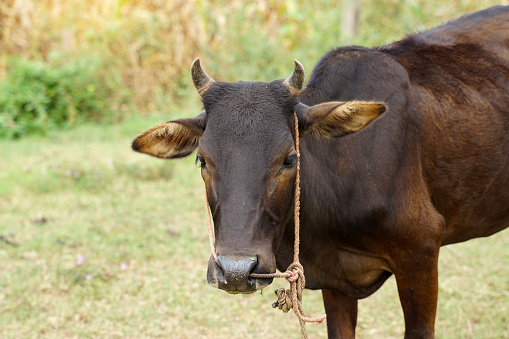 Thai native cattle They are cattle that are easy to raise. Small body, many colors such as red, black, brown, small hump, thin neck dewlap, no skin under the belly.