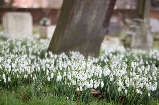 Early snowdrops not yet open in Welford Church graveyard.

February 2017