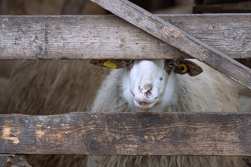 curious sheep looking through the farm wooden fence