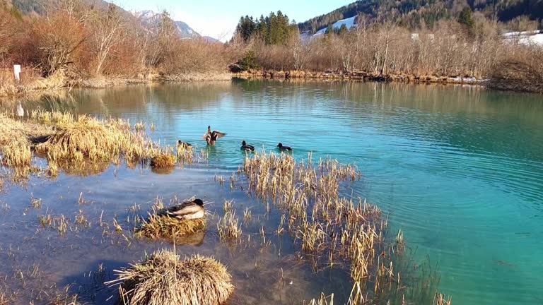 Green spring of Zelenci spring, lake in Slovenia, Gorenjska region