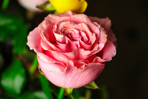 A stunning close-up photo featuring a pink rose and a yellow rose, perfect for copy space.
