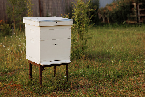 White beehive on wooden legs in a lush, green field. Concept for natural honey production or beekeeping.