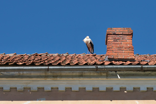 The stork is perched on the tiled roof of the building.