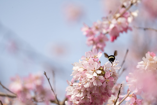 Bee pollinating cherry blossoms with a soft focus