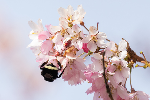 Bee pollinating cherry blossoms with a soft focus