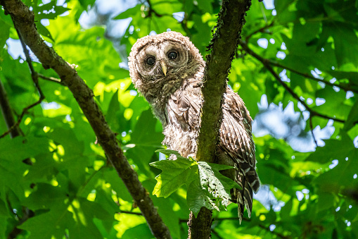 Barred Owl perched in a a tree at Beacon Hill Park during the salmon run in Victoria, BC.