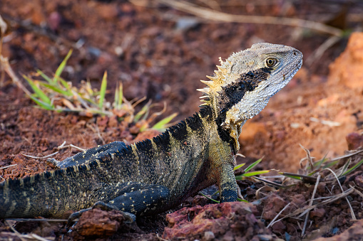 Australian water dragon (Intellagama lesueurii) Australian lizard sits on a stone on the seashore, animal in the natural environment.