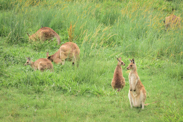 istock Eastern gray kangaroo (Macropus giganteus) Australian animals graze on green grass in natural habitat. 2000566015