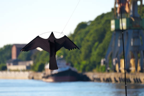 latawce orłów. płoszenie ptaków. urządzenie do odstraszania ptaków, wiszący latawiec w kształcie orła. selektywne ustawianie ostrości. - artificial wing wing eagle bird zdjęcia i obrazy z banku zdjęć