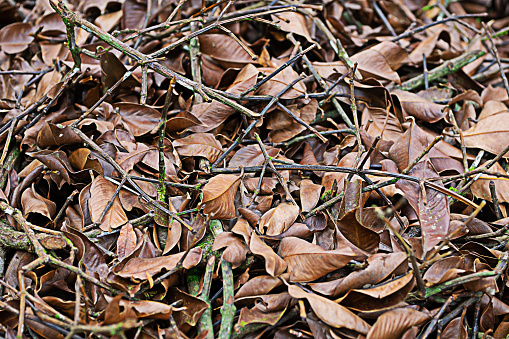Brown dry leaves are formed by falling and depositing together.