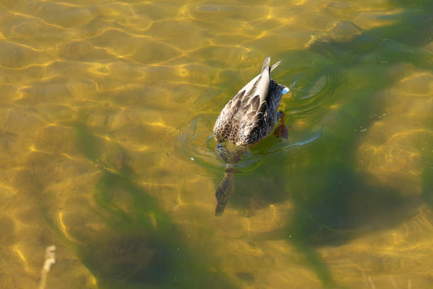 The duck dives for food and feeds on algae from the bottom