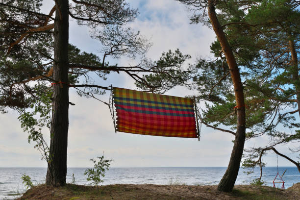 Hammock between pines. Hammock on the shore of the Baltic Sea.