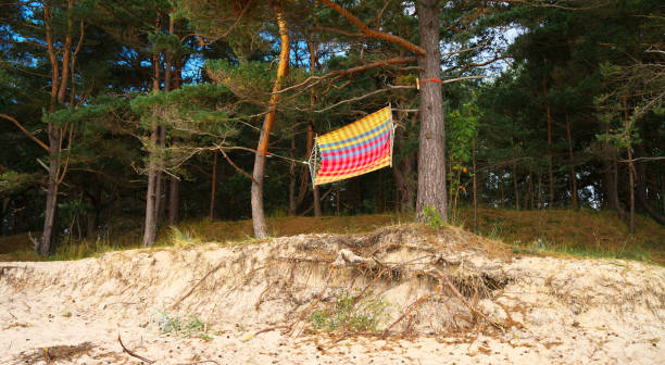 Hammock between pines. Hammock on the shore of the Baltic Sea.