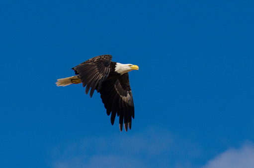 Ludington SP - Bald Eagle in Flight