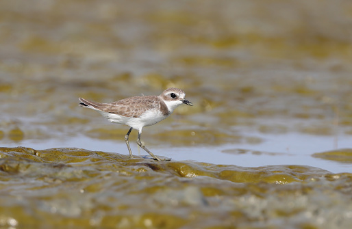 kentish plover on the beach. this photo was taken from Chittagong,Bangladesh.