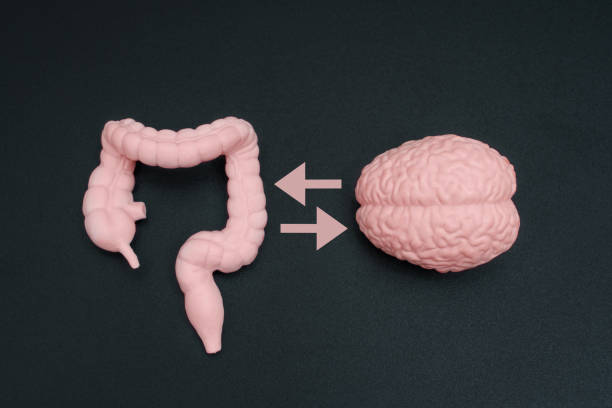 istock Human Brain Model and Gut Figurine with Bilateral Arrows 2000595428