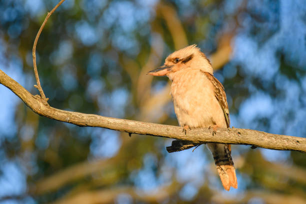 Laughing kookaburra (Dacelo novaeguineae) medium sized bird, animal sitting on a tree branch in natural habitat.
