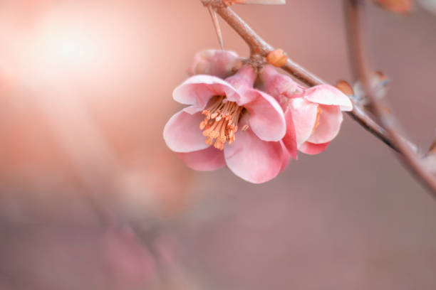 istock Pastel quince flowers on wild flowering trees 2000604415