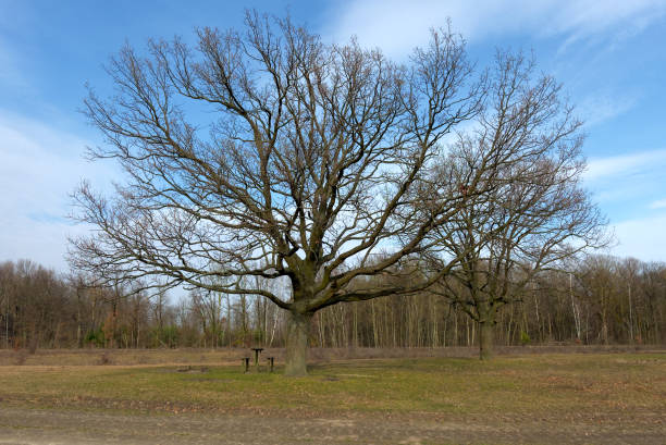 Small oak. The tree is planted in a pine forest. Seedling or plant, contrasting sunlight. Highly lit oak leaves with a dark background and tough shade. Soft focus